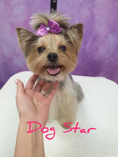Dog Star salon pielęgnacji psów